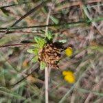 Image result for Guizotia scabra