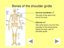 It's a long, thin bone that curves outward at the middle of your body and curves inward on the end where it goes to the shoulder. Bones Millionaire Quiz