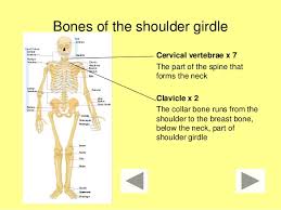 Examples include cranial bones (protecting the brain), the sternum and ribs (protecting the organs in the thorax), and the scapulae (shoulder blades). Bones Millionaire Quiz