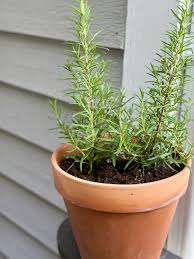 Image result for rosemary container