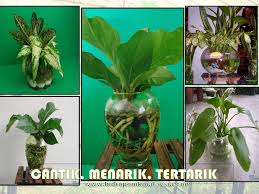 Inilah tiga pokok ajaran islam yang harus kita ketahui dan pahami bersama untuk dapat menjawab pertanyaan di atas dengan jawaban yang yakin dan pasti. Kazz Hidroponik Tanam Pokok Dalam Rumah Tak Guna Facebook