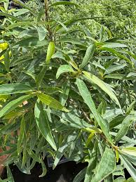 Image result for Ficus persicifolia