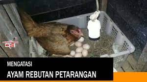 We did not find results for: Menyiasati Ayam Rebutan Petarangan Mengeram Telur Youtube