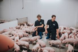 Grote brand in nederweertse stal met 4.600 varkens. De Neulen B V Boeren Van Nederweert Boeren Van Nederweert