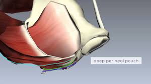 In this anatomy course, part of the anatomy specialization, you will learn how the components of the integumentary system help protect our we're going to continue inferiorly into muscles of the pelvis. Pelvic Floor Anatomy Physiopedia