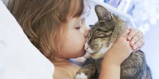 The 10 Incredible Ways Your Cat Shows You Love Huffpost Various formats from 240p to 720p hd (or even 1080p). incredible ways your cat shows you love