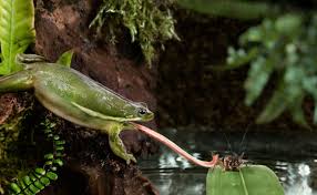 In this way, if you wonder what small toads eat, you can conclude that the answer is small animals which are easy to catch with their tongue. What Do Frogs Eat Untamed Science