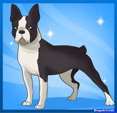 Funny cartoon hipster boston terrier breed smiling vector image. How To Draw A Boston Terrier Step By Step Pets Animals Free Online Drawing Tutorial Added By Dawn June 22 2011 Boston Terrier Boston Terrier Art Terrier
