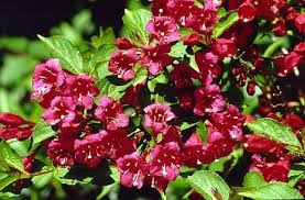 We did not find results for: Weigela Red Vaniceki Red Reblooming Weigela Deciduous Flowering Shrub Zone 5