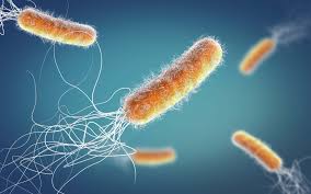 Pseudomonas aeruginosa pao1 download sequences in fasta format for genome, protein download genome annotation in gff. How Does Pseudomonas Aeruginosa Affect The Pharma Industry Biomerieux Industrial Microbiology