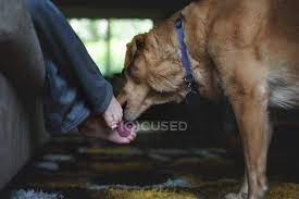 Dog Licking Feet Of Little Boy Brown Youthful Stock Photo 130466496