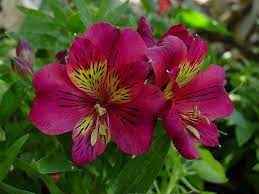 Plantfiles Pictures Alstroemeria Peruvian Lily Lily Of The Incas Oxana Alstroemeria By Htop Peruvian Lilies Alstroemeria Partial Shade Plants