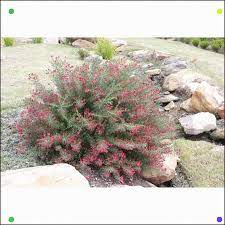 Find 140mm Grevillea Crimson Villea At Bunnings Warehouse Visit Your Neighborhood Store For The Vastest Scope O Garden Flower Beds Native Garden Flower Garden