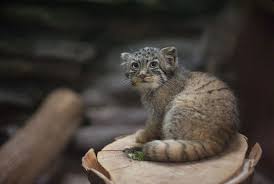 From general topics to more of what you would expect to. Pin On Animals