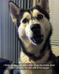 Husky Face Meme Funny Dog Quotes Funnydogquotes Funnydog Dog Husky Face Dog Quotes Funny Funny Dog Memes Husky Memes