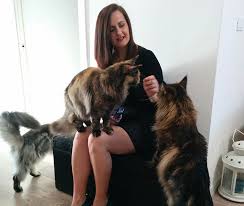 Experience with maine coon cats. Ruffians Maine Coons Breeder Of Maine Coons In Pordenone Italy