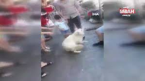 Zonguldak Ta Kayip Kopek Sahibini Karsisinda Gorunce Duygusal Anlar Yasandi Videosunu Izle Son Dakika Haberleri