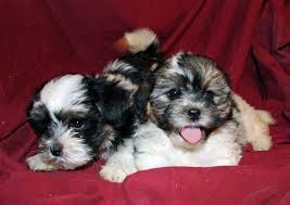 No teacup puppies or dogs of this breed for sale or they don't exist. Teacup Teddy Bear Dog For Sale