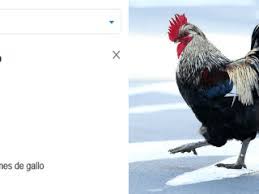 O servizo gratuíto de google traduce instantaneamente palabras, frases e páxinas web do galego a máis de 100 idiomas e viceversa. Qtmvezlolusrzm