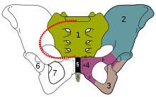 Schambein Wikipedia