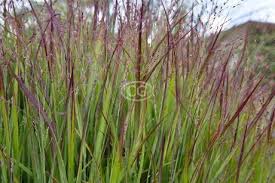 Image result for Panicum