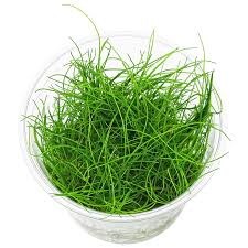 Image result for Eleocharis marginulata