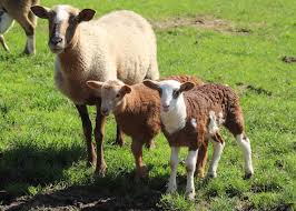 Profile for North Fork Ranch Hair Sheep