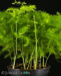 Image result for Asparagus setaceus