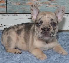 Maybe you would like to learn more about one of these? French Bulldog Puppies For Sale Under 1000 Usa Canada Australia