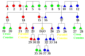 matriline and patriline