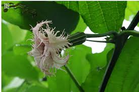 Image result for Telfairia occidentalis