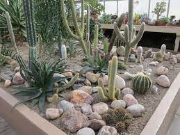 15 cactus garden ideas photos garden lovers club. Joylene Cactus Garden Buscar Con Google Outdoor Cactus Garden Cactus Garden Landscaping Cactus Garden Design