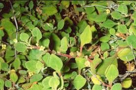 Image result for Tetragonia spicata