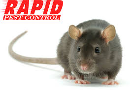 Described as big black ants growing between 1/4th of an inch to 3/4th of an inch long, carpenter ants are among the largest type of ant found in the united states. Rats Control London Ontario Rats Exterminator London Ontario