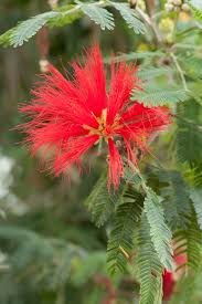 Image result for Calliandra tweedii