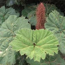 Image result for Gunnera perpensa