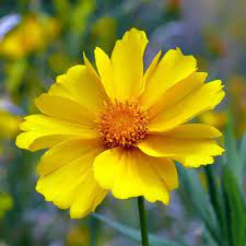 Pin On Flower Ref