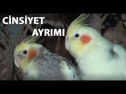 Ilac Kullanmadan Kuslar Nasil Saglikli Bakilir Saglikli Guvercin Kumesi Nasil Olmali Youtube