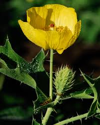 Image result for Argemone mexicana