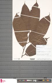 Image result for Coula