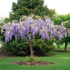 Upon opening the box i was pleased with the care they took in boxing them up. Blue Chinese Wisteria Tree Plantingtree