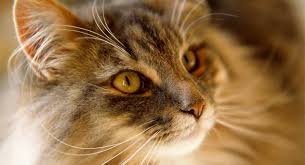We did not find results for: Norwegian Forest Cat Price How Much Will Your New Kitty Cost