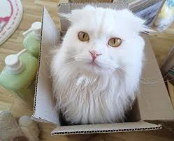 แมวบริติช ลองแฮร์ ราคาแบ่งปันกันเลี้ยง