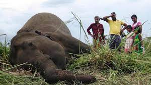 Seven Sri Lanka elephants dead from suspected poisoning - BBC News