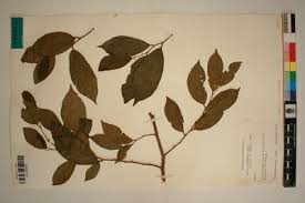 Image result for Celtis mildbraedii