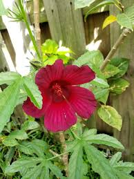 Image result for Hibiscus cannabinus