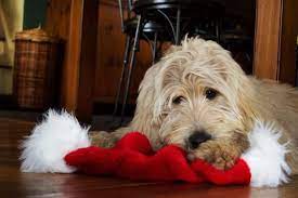 Dam is a 40 pound standard poodle (apricot parti), sire is a 65 pound golden retriever (red). Mini Goldendoodle Breeder Ontario Canada Goldendoodle Puppies Goldendoodle Puppy Goldendoodle Puppy For Sale Goldendoodle
