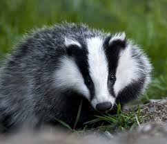 Fuzzy Little Badger Saw A Pair Of These On A Rural Home Visit Awesome Saugetiere Wilde Tiere Raubtier