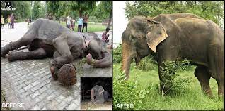 Raju the elephant | Facebook