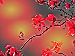 Spring computer wallpapers top free spring computer backgrounds. Wallpaper Red Branch Flower Flora Pink Petal Leaf Spring Computer Wallpaper Sky Flowering Plant Twig Cherry Blossom Plant Stem Still Life Photography Macro Photography 1944x1458 921551 Hd Wallpapers Wallhere